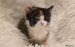 Maine Coon cats for sale: Lovely Maine coon babies  - Image 6