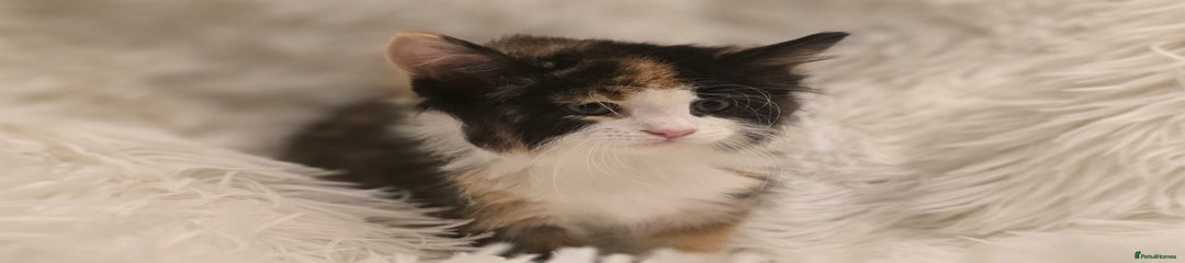Maine Coon Kitten 3