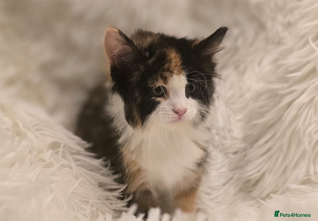 Maine Coon cats for sale: Lovely Maine coon babies  - Image 6