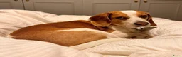 Beagle dogs for adoption: Otto (Beagle) in London - Advert 1