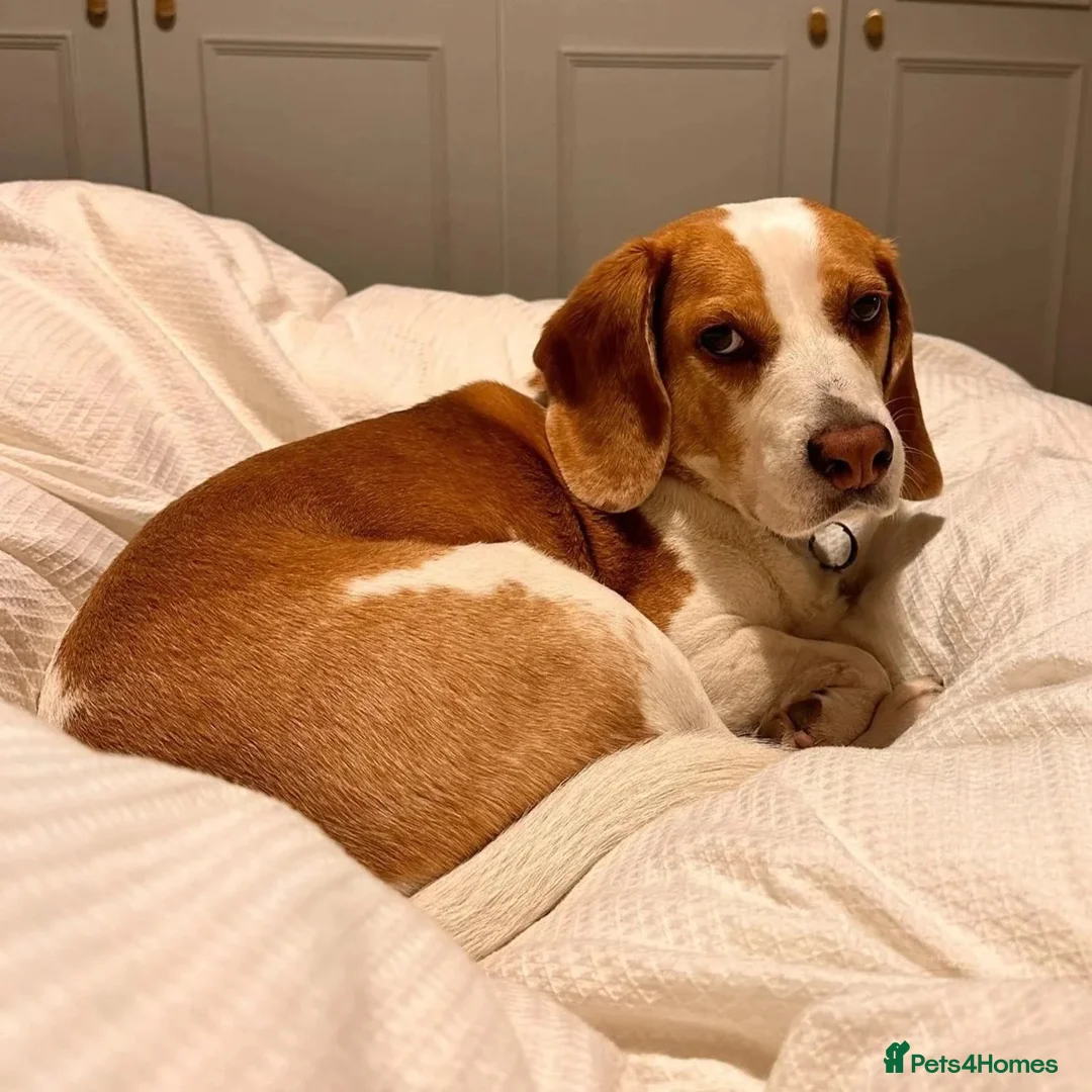 Beagle dogs for adoption: Otto (Beagle) in London - Advert 1