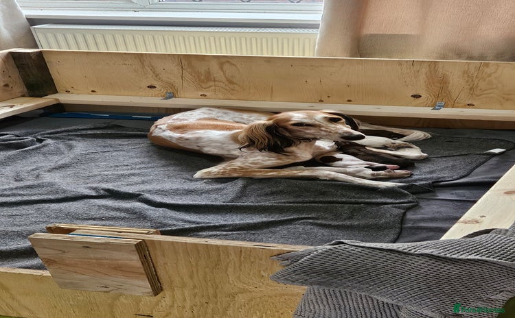 Saluki dogs - Advert 1