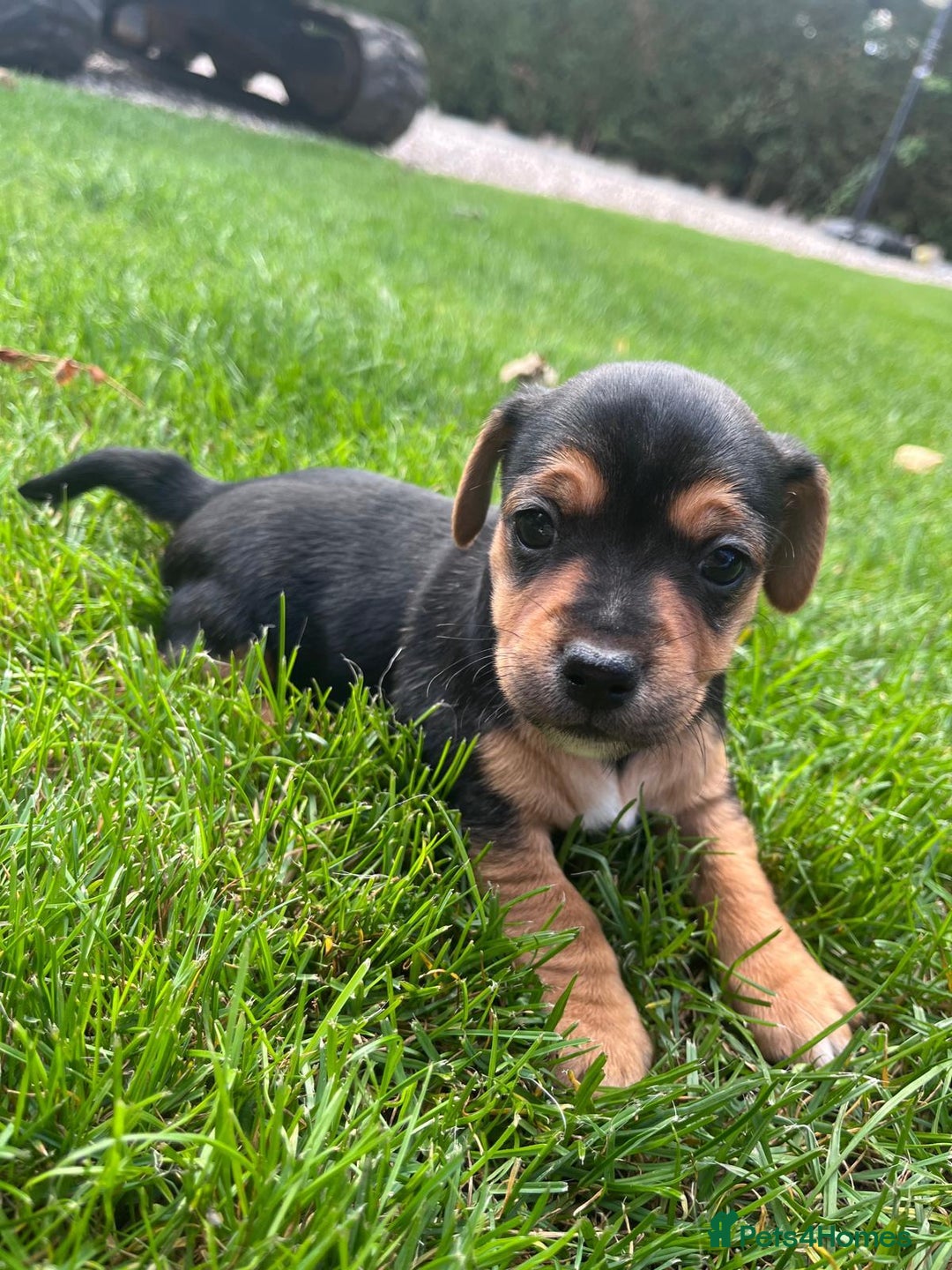 Jack Russell dogs for sale: Puppy jack Russel  - Image 7