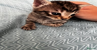 Domestic Shorthair cats - Advert 5