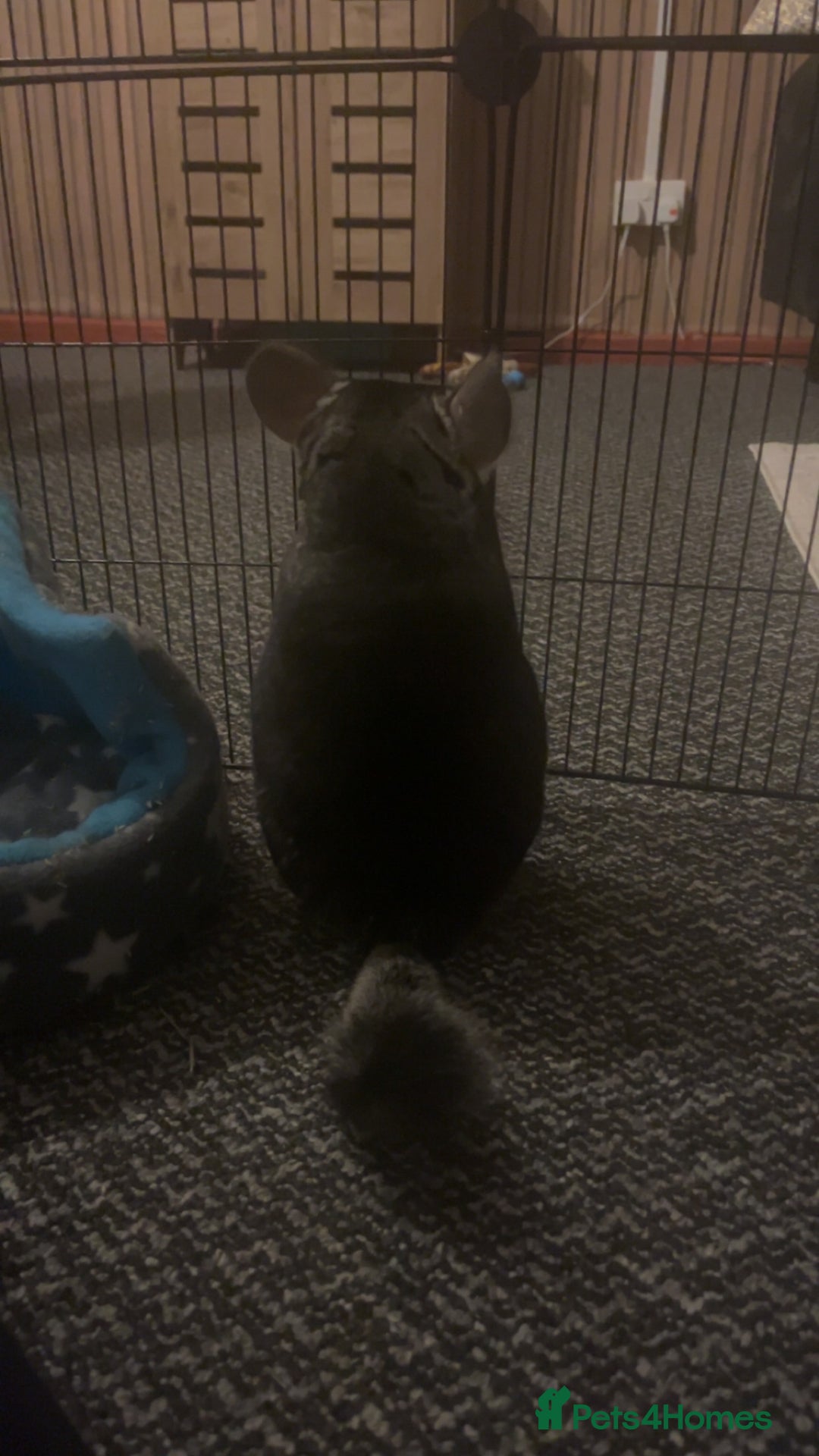 Chinchilla rodents for sale: Male chinchilla  - Advert 1