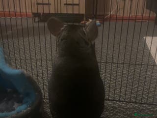 Chinchilla rodents Male chinchilla - Advert 1