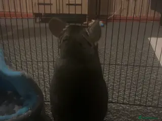 Chinchilla rodents Male chinchilla - Advert 15