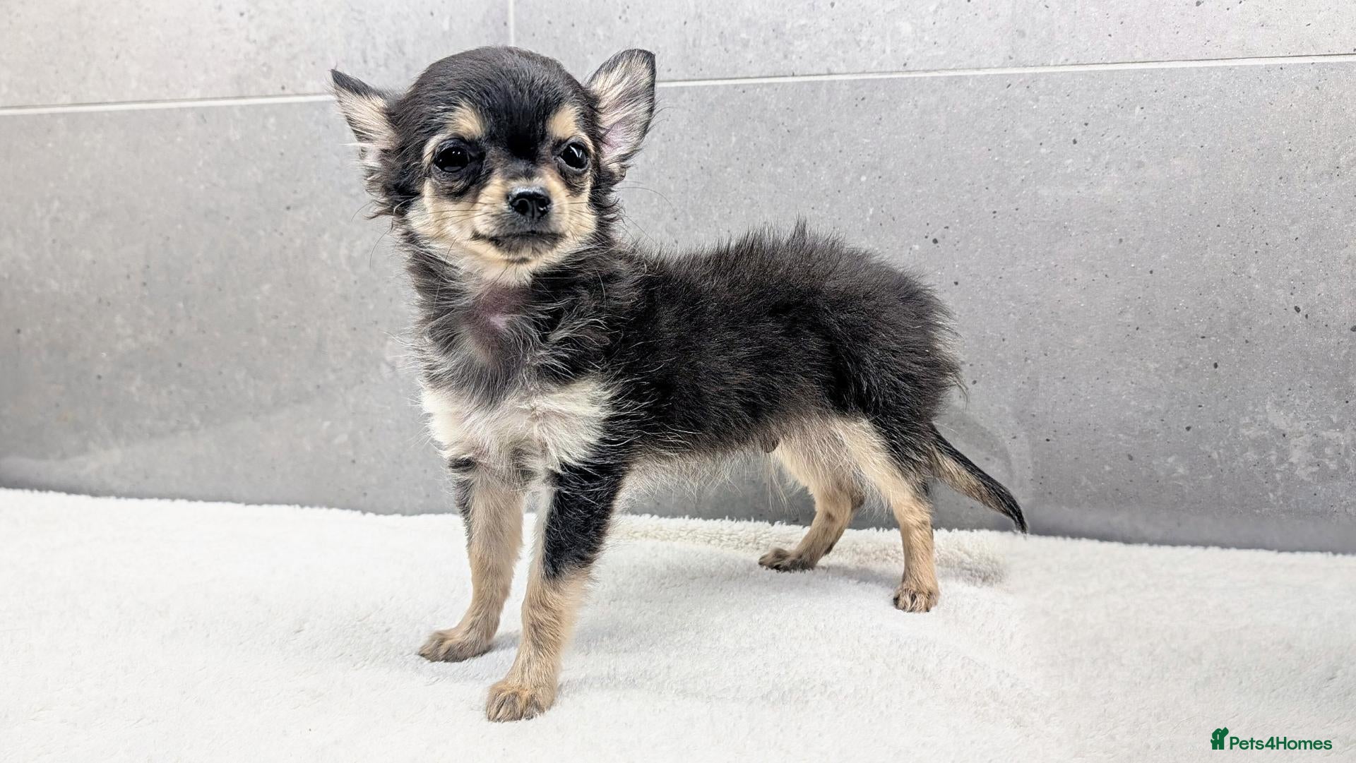 Chihuahua dogs KC Long Coat Chihuahua Boy, Black & Tan, Ready Now - Advert 1