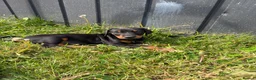 Dobermann dogs for sale: Doberman pups with KC parents  - Advert 9