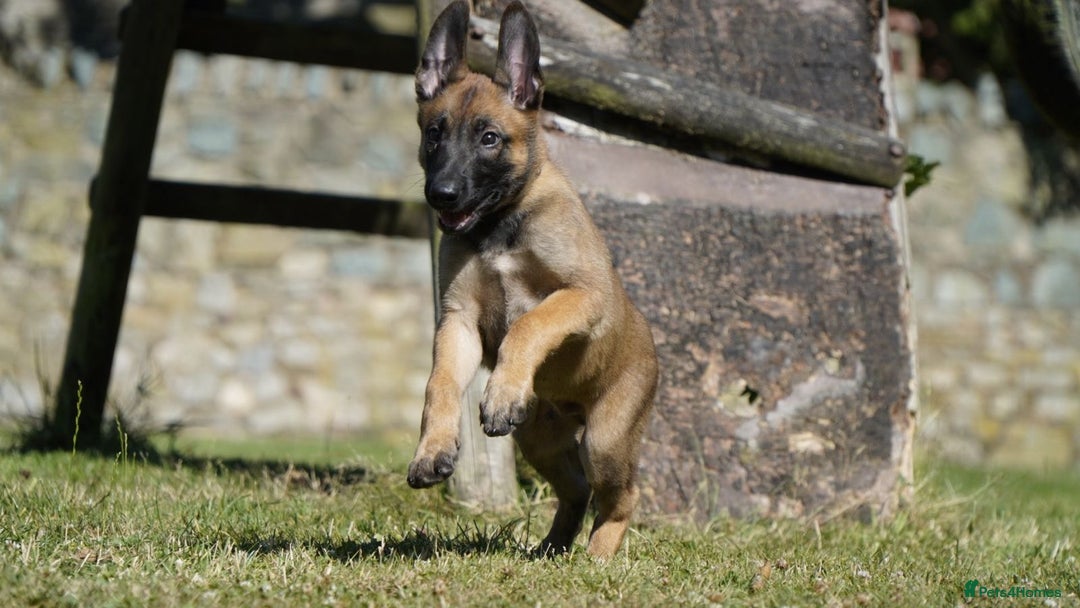 Belgian Shepherd Dog dogs for sale: KC registered Belgian Malinois – Stable,Balanced🐾 - Image 8