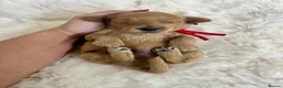 Cavapoo dogs for sale: Top quality, health tested F1b Cavapoo babies - Advert 9