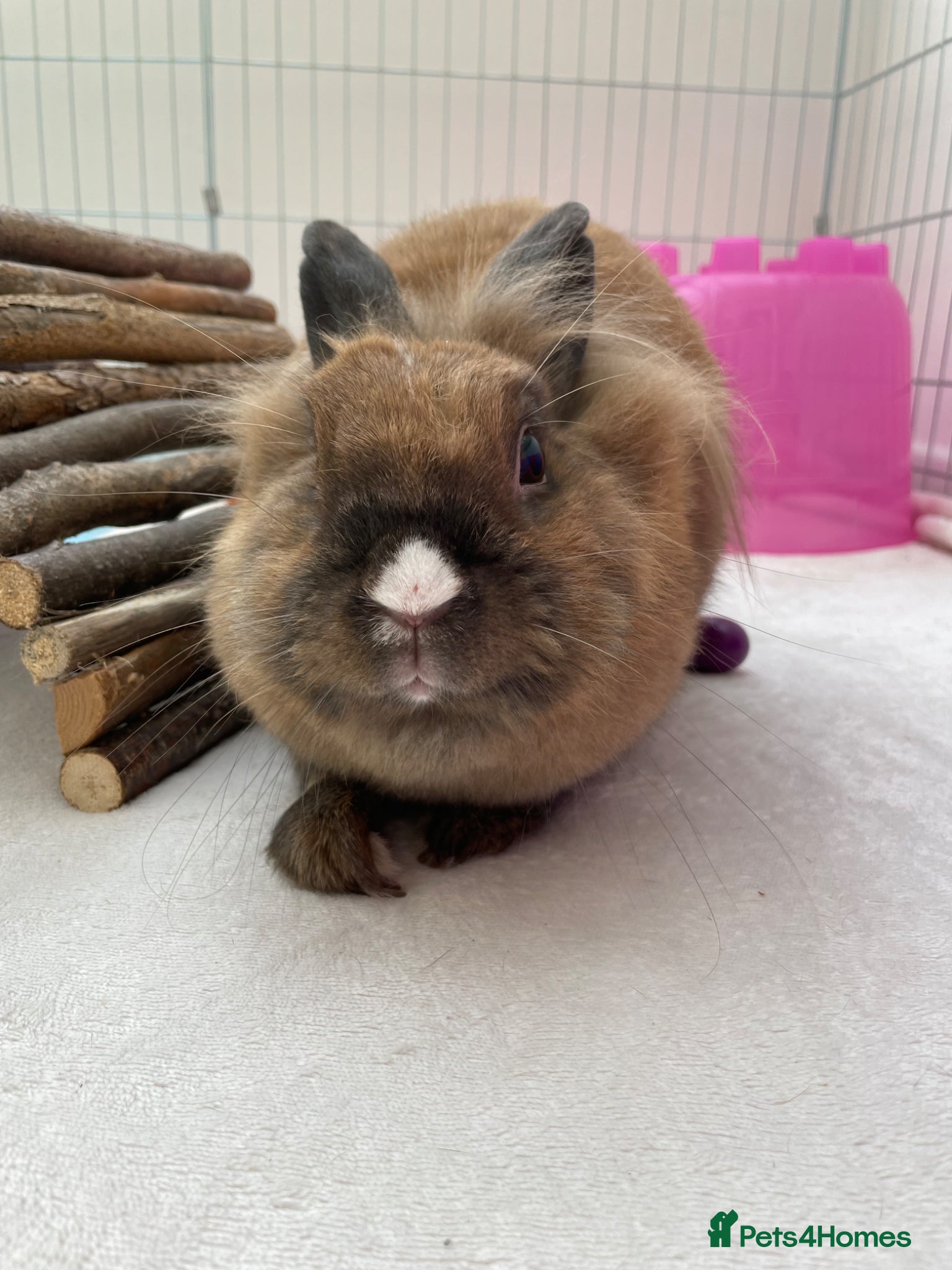 Lionhead rabbits 5 year old Lionhead named Dolly!  - Advert 1