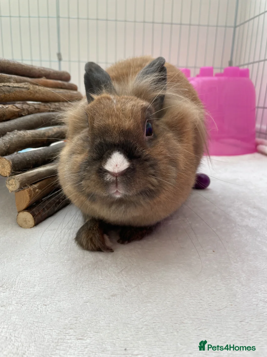 Lionhead rabbits for sale: 5 year old Lionhead named Dolly!  in Runcorn - Advert 1
