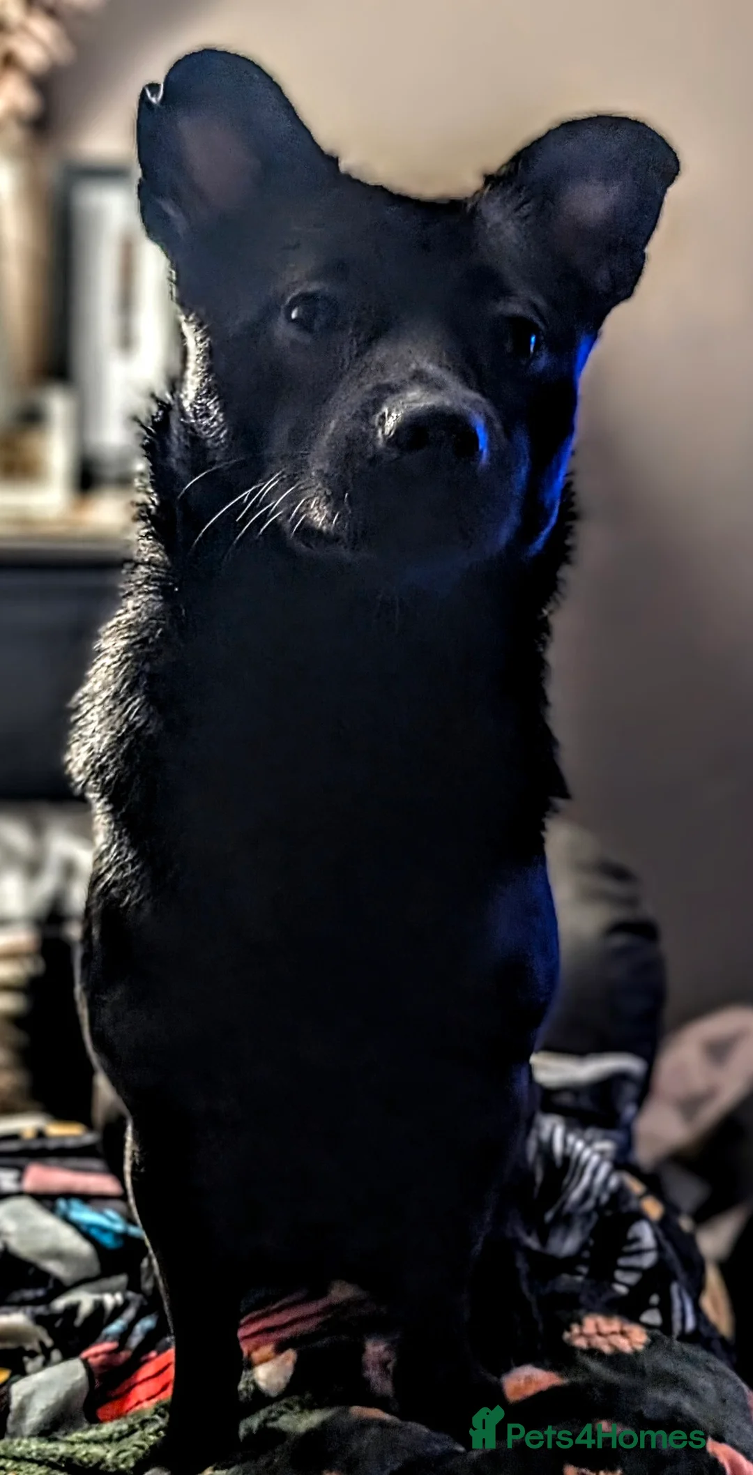 Mixed Breed dogs for sale: Urgent Home needed  in Sheffield - Advert 2