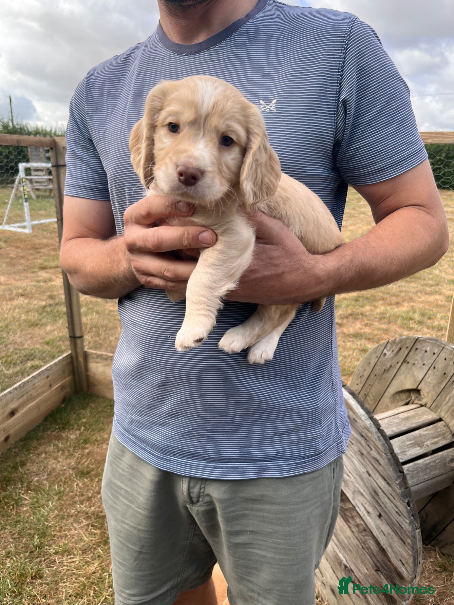 Cocker Spaniel dogs KC Registered Working Cocker Spaniel Puppies - Advert 15
