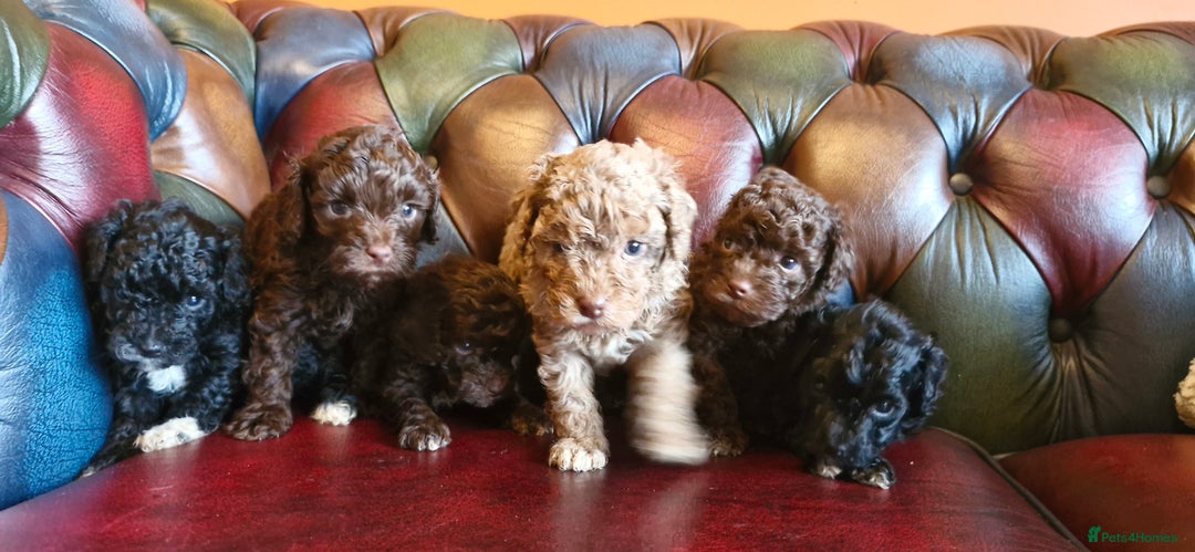 Cavapoo dogs for sale: Gorgeous f1bb Multicolour Cavapoo pups - Image 12