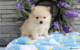 Pomeranian dogs for sale: Beautiful Champion Pomeranian Puppies – Ready Now - Image 8