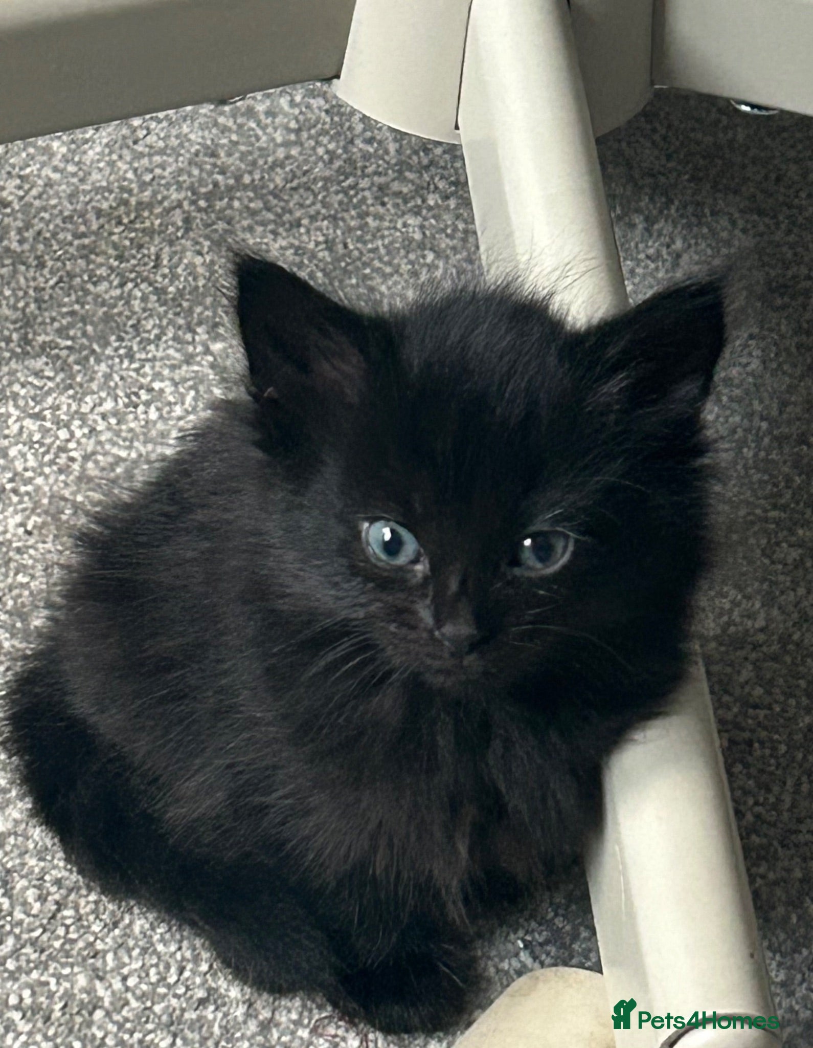 Bombay cats 2 female kittens for sale !!! - Advert 6
