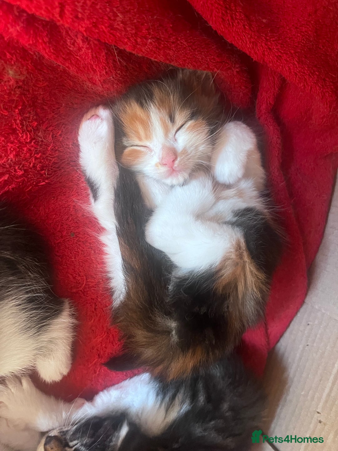 Mixed Breed cats for sale: Beautiful Playful Kittens - Image 15