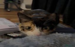 Domestic Shorthair cats for sale: 2 year old spayed female cat + accessories - Image 5
