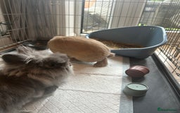 Lionhead rabbits for sale: Bonded pair of rabbits.  - Image 4