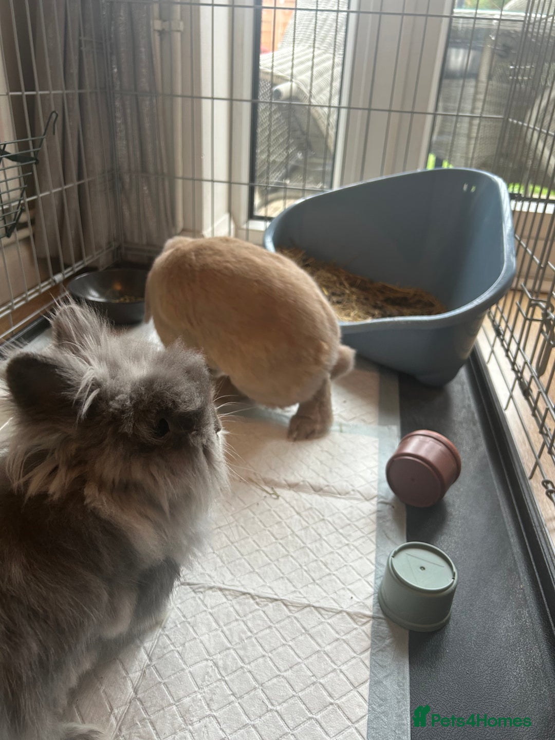 Lionhead rabbits for sale: Bonded pair of rabbits.  - Image 4