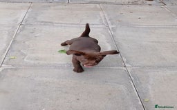 Labrador Retriever dogs for sale: Champain/chocolate puppys - Image 19
