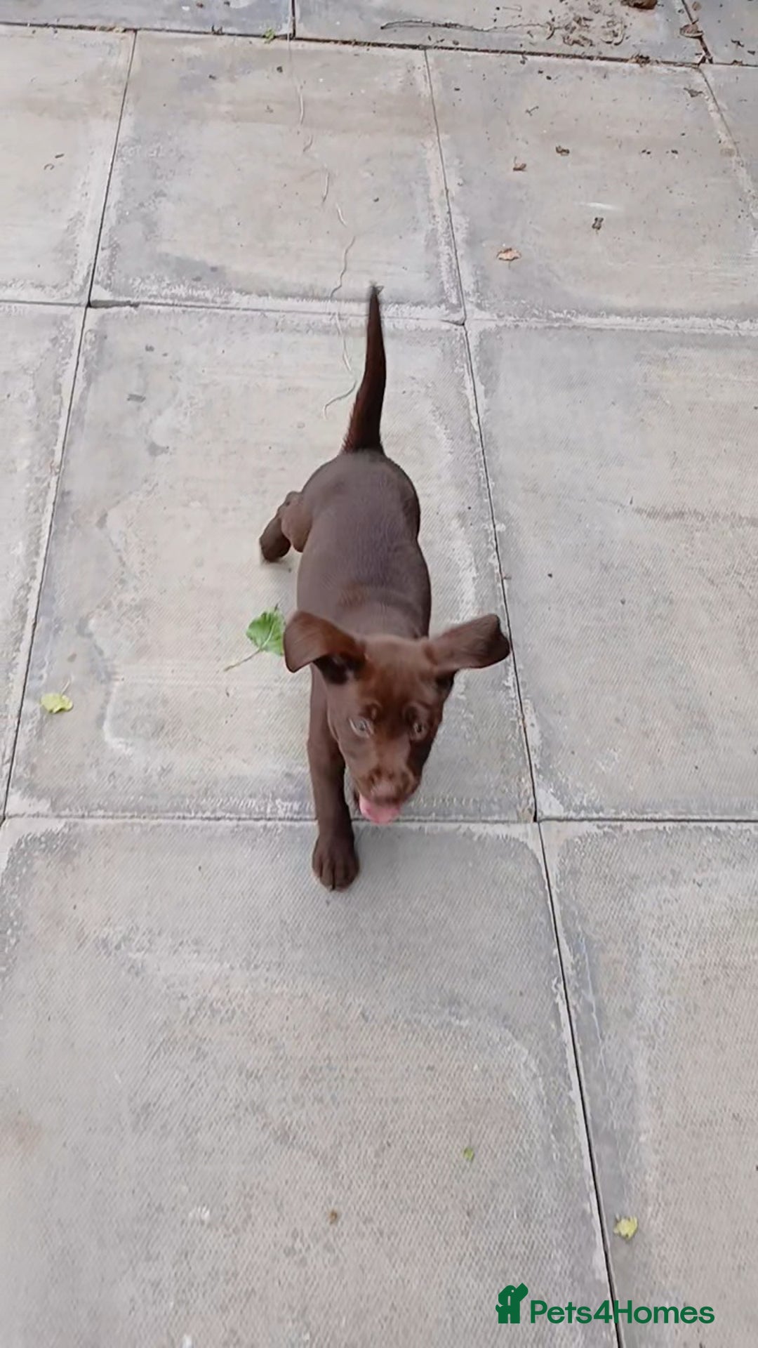 Labrador Retriever dogs for sale: Champain/chocolate puppys - Image 19