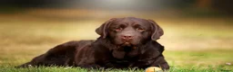 Labrador Retriever dogs for stud: CANEK (MEX IMP) CHOCOLATE LABRADOR STUD - Advert 5