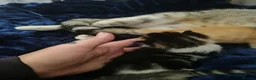 Mixed Breed cats for sale: 4 beautiful kittens  - Advert 3