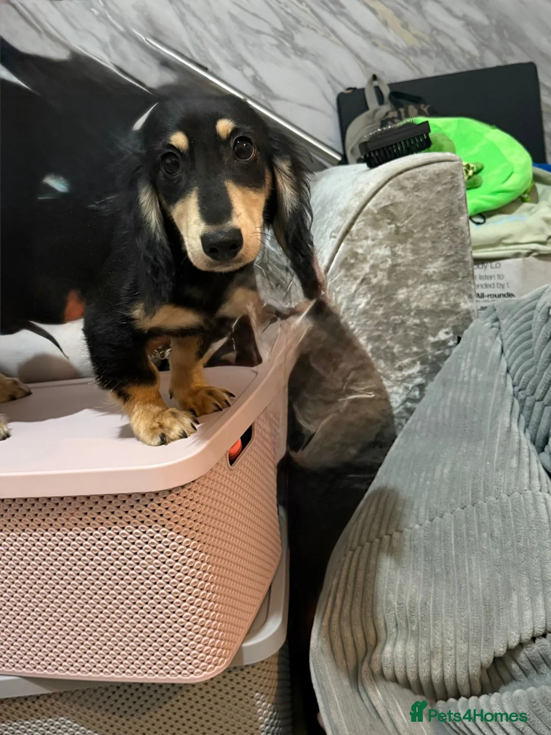 Dachshund dogs for sale: Beautiful Minituare Dachshund - Advert 1
