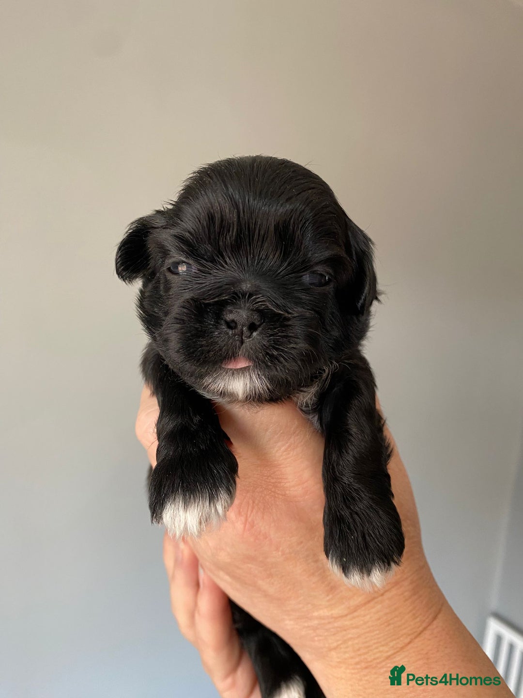 Shih Tzu dogs for sale: 5 Beautiful Shih Tzu for sale - Image 4