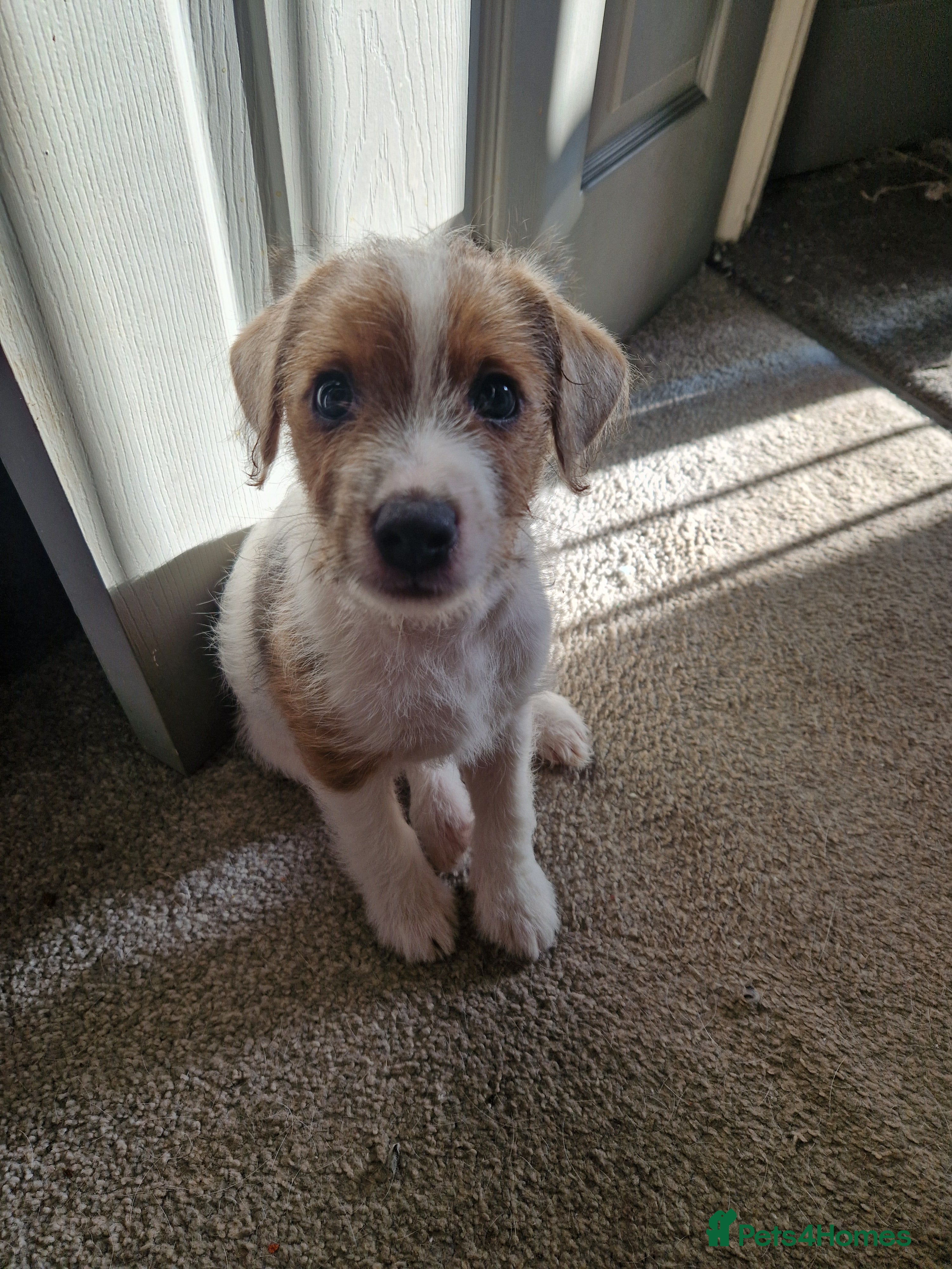 Jack Russell dogs One Male gorgeous pup left 😍 - Advert 18