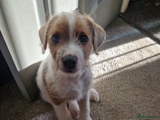 Jack Russell dogs One Male gorgeous pup left 😍 - Advert 18