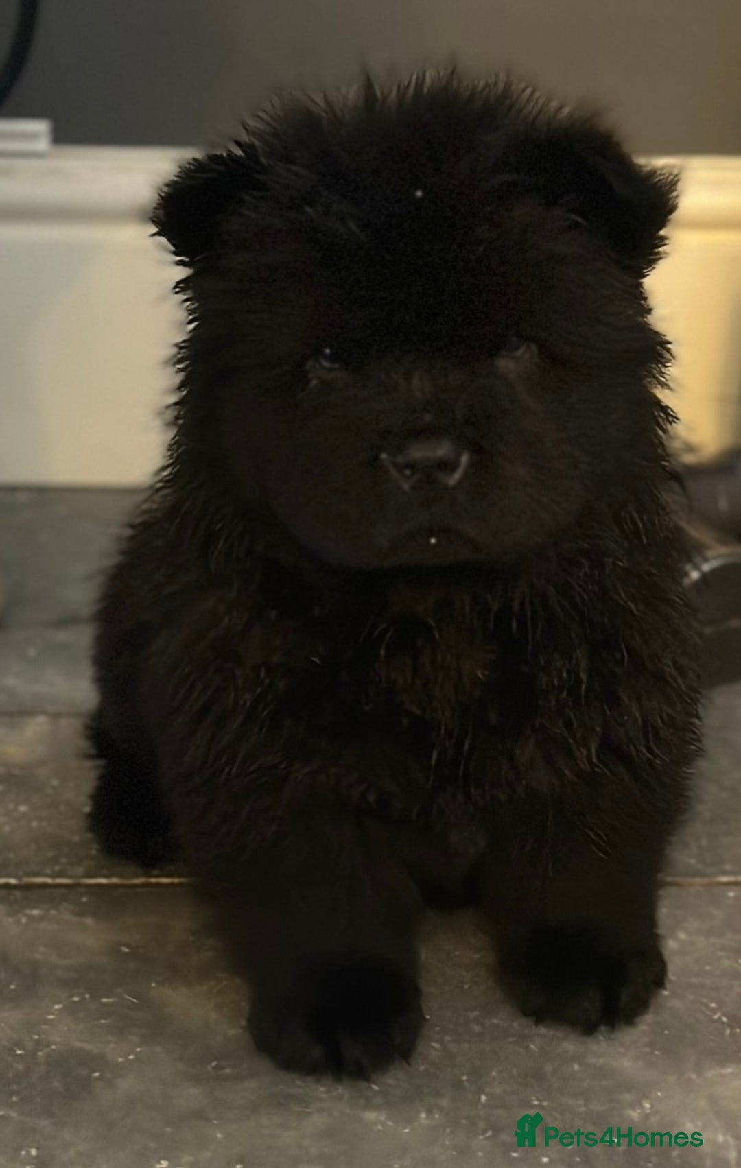 Chow Chow dogs for sale: KC reg chow chows  - Advert 4