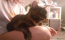 British Shorthair cats for sale: 8 week old kittens - Image 6