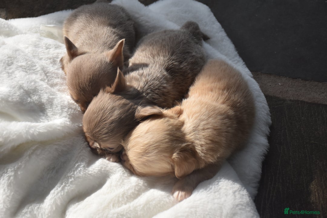 Chihuahua dogs for sale: ⭐️Gorgeous Long haired Lilac and Tan Chihuahuas ⭐️ - Image 5