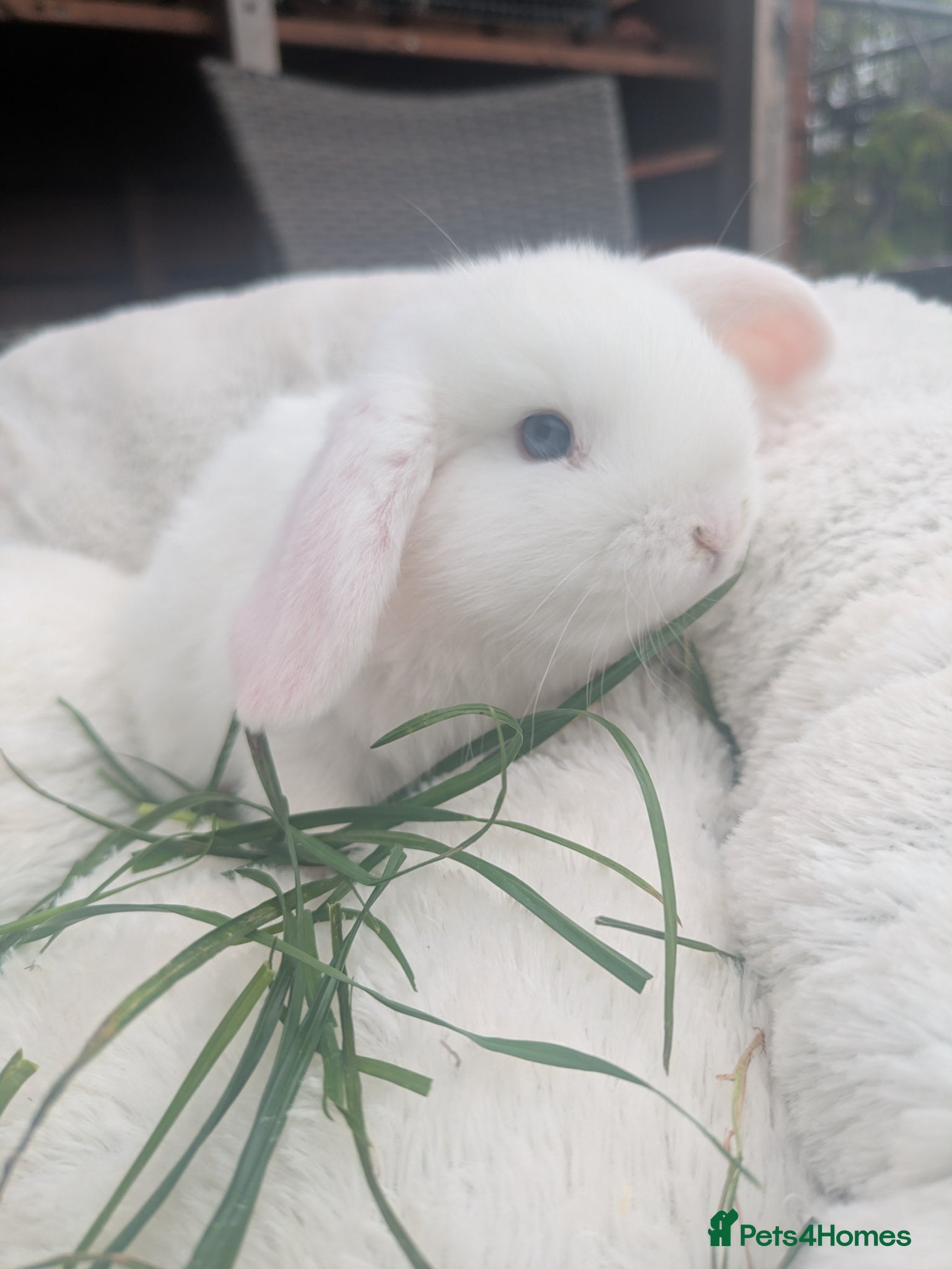 Mixed Breed rabbits Gorgeous Rabbits  - Advert 1