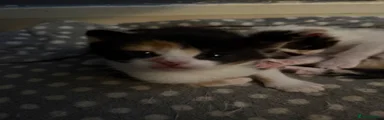 Mixed Breed Kitten 3