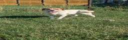 Mixed Breed dogs for adoption: Bagel for adoption! in Walsall - Advert 5