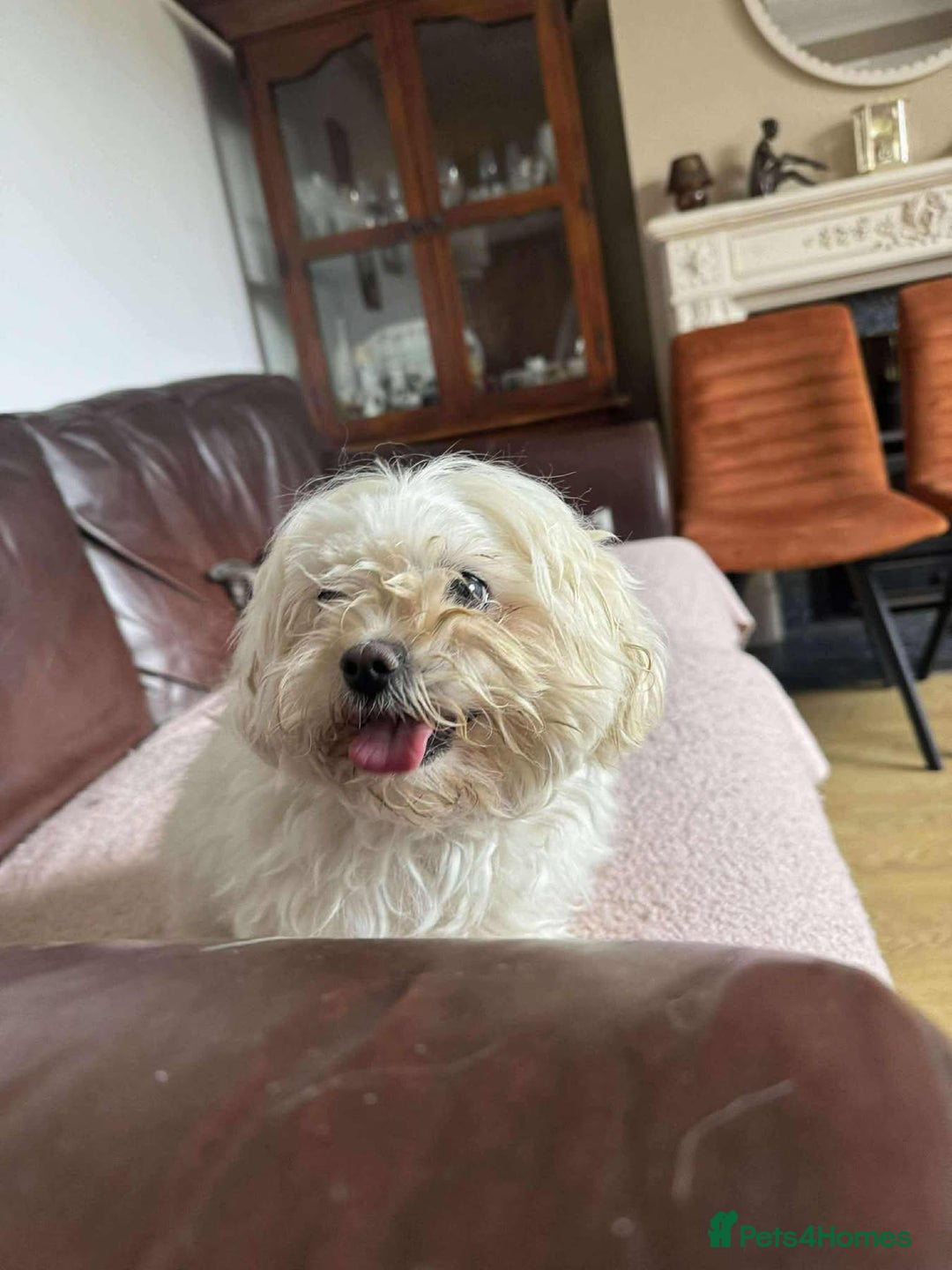 Maltese dogs for adoption: Kayleigh - Hingham Norfolk  - Image 7