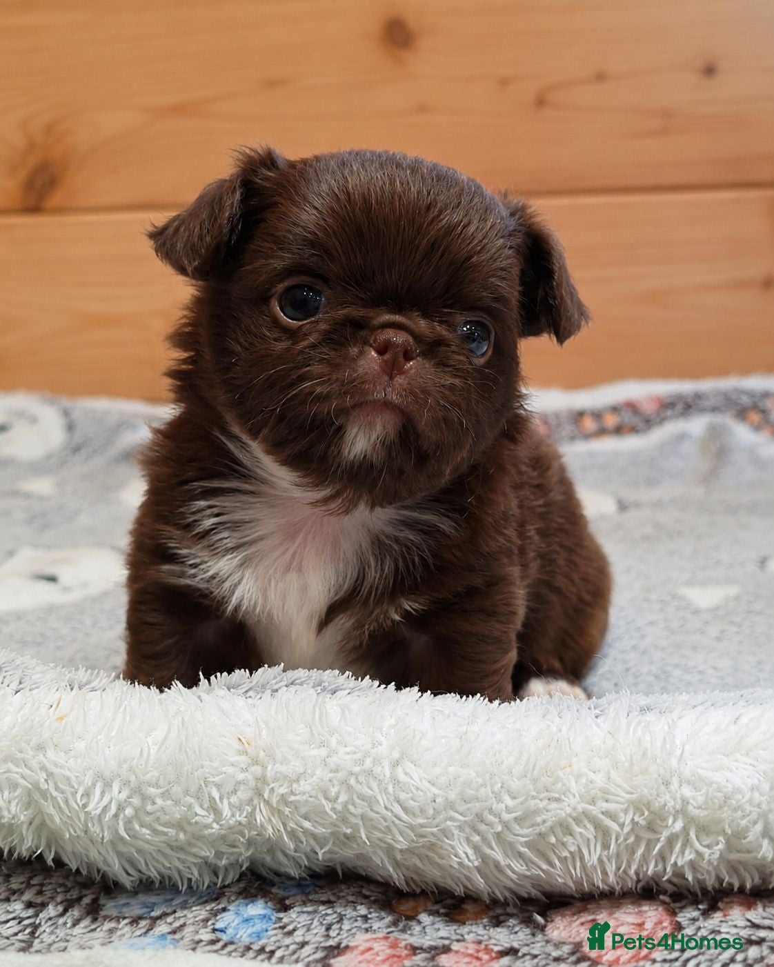 Chihuahua dogs KC REG THAI X RUSSIAN LINES NOW ARRIVED  - Advert 1