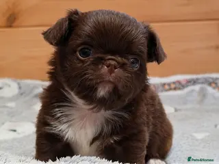 Chihuahua dogs KC REG THAI X RUSSIAN LINES NOW ARRIVED - Advert 1