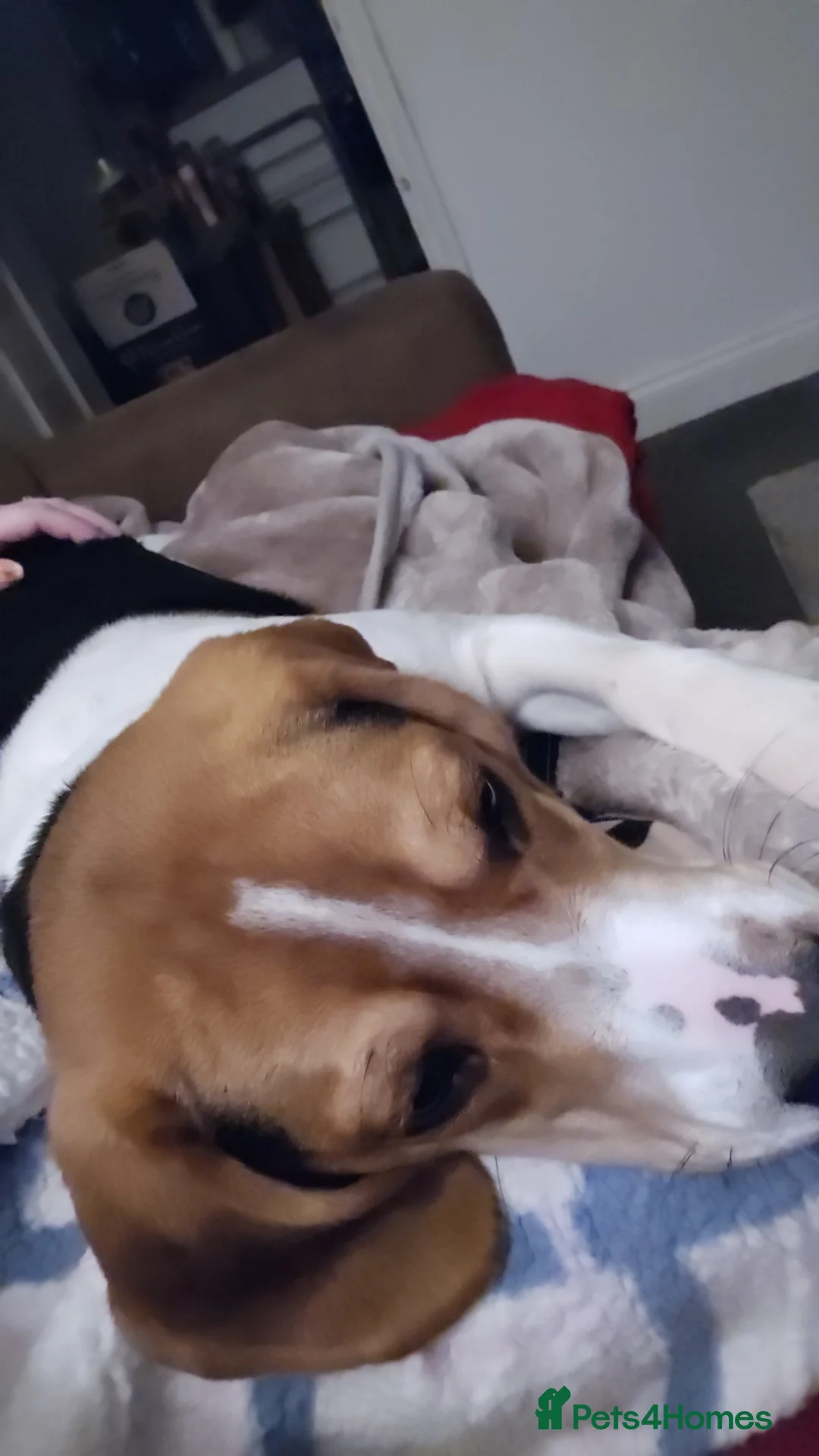 Mixed Breed dogs for sale: Beagle/lab 9 months old - Advert 2