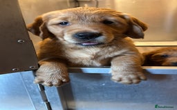 Golden Retriever dogs for sale: Outstanding Rich Red Golden Retrievers  - Image 3