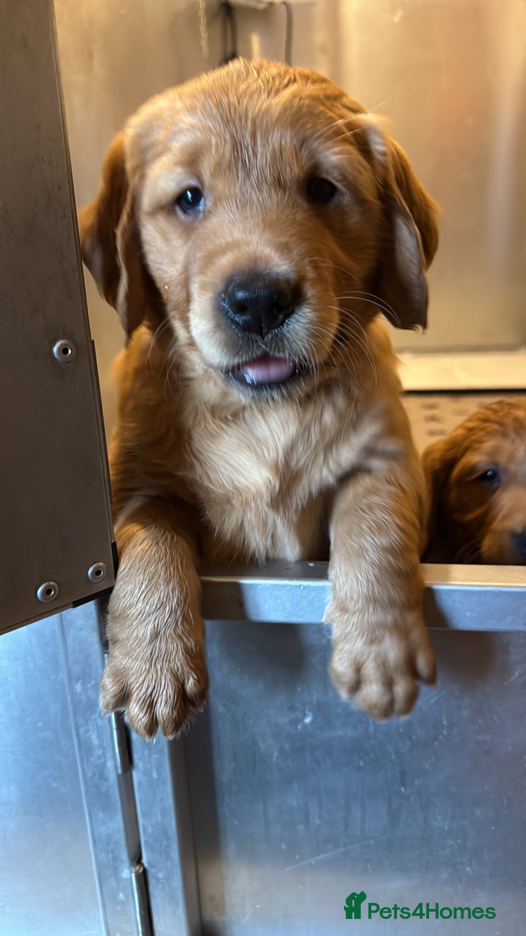 Golden Retriever dogs for sale: Outstanding Rich Red Golden Retrievers  - Image 3