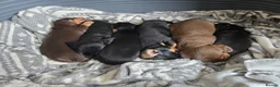 Dachshund dogs for sale: Beautiful short hair dachshund puppies in Bournemouth - Advert 37
