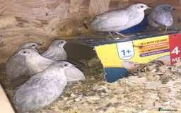 Quail poultry for sale: QUAILS EGGS/CHINESE PAINTED BUTTONS ! - Image 8