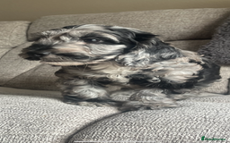 Cockapoo dogs for sale: 1st vac! Extensively health tested F1 cockerpoos   in Goole - Image 25