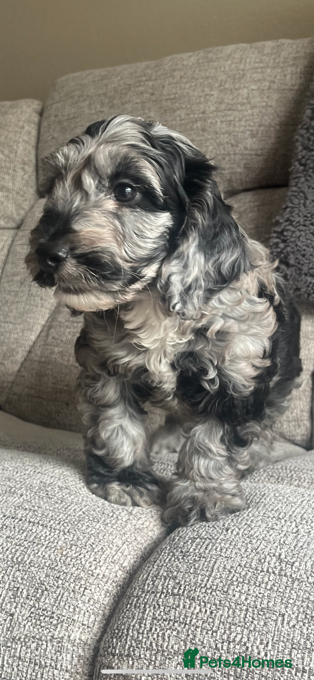 Cockapoo dogs for sale: 1st vac! Extensively health tested F1 cockerpoos   in Goole - Image 25